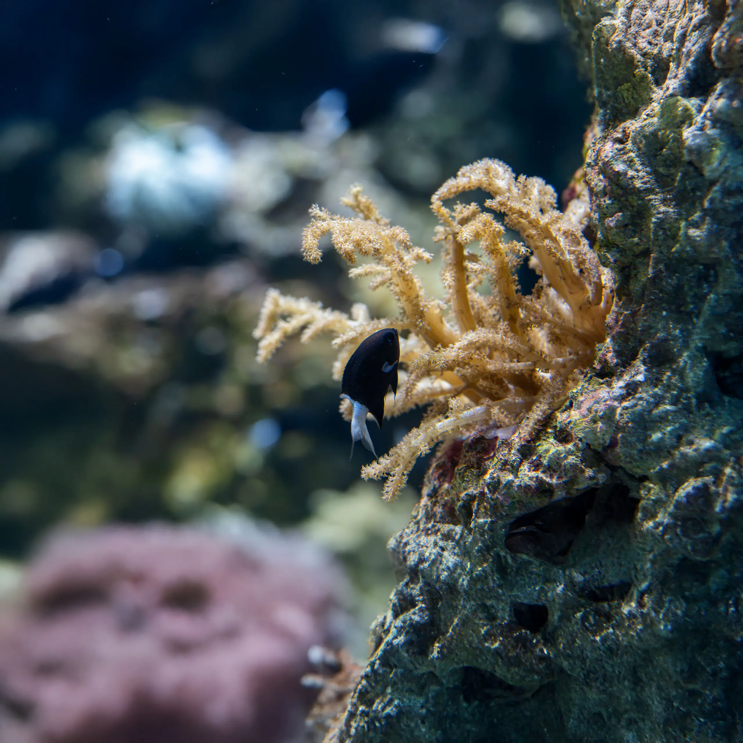 Small black and white fish swimming near beige soft coral attached to a rock in an aquarium.